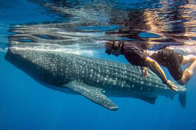 Eco Whale Shark Encounter - The boat reality: speed boat comfort and timing tricks