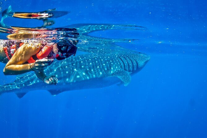Eco Whale Shark Encounter - The small details that make the difference on a day like this
