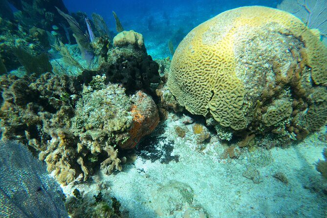 El Cielo and Snorkeling for Cruise Ship Passengers - Key Highlights at a Glance
