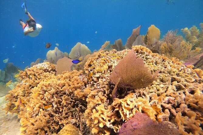 El Cielo and Snorkeling for Cruise Ship Passengers - Cozumel’s Reef Stops Work Well for Cruise-Day Time