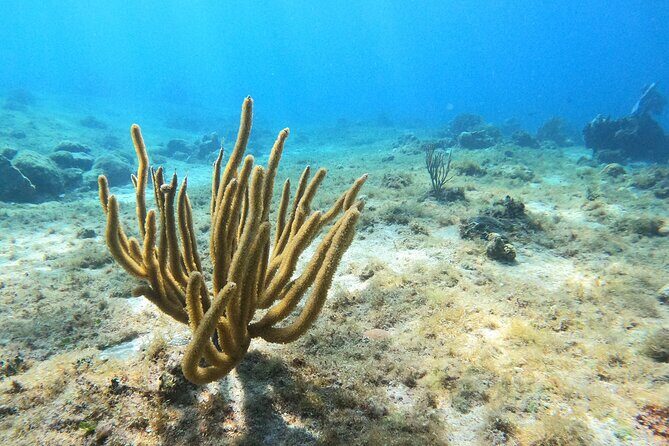 El Cielo and Snorkeling for Cruise Ship Passengers - Stop 1: Playa El Cielo Cozumel and the Starfish Moment