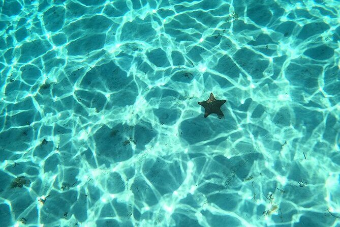 El Cielo and Snorkeling for Cruise Ship Passengers - Where You Meet: El Cid La Ceiba at 10:30am
