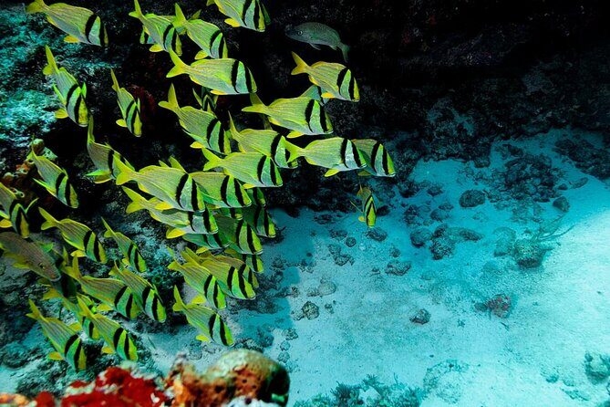 El Cielo Cozumel - Key things that make this tour work (or not)