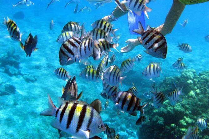 El Cielo Cozumel - Price and value: what $168 buys you on this snorkel day