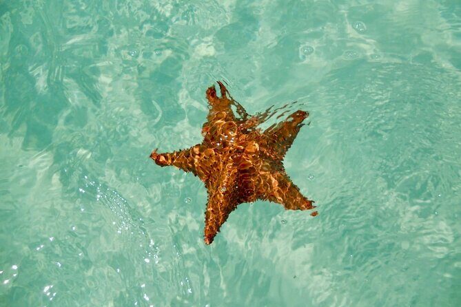 El cielo Cozumel From Cancún and round Transfer with Lunch - Snorkeling Stops You’ll Actually Care About