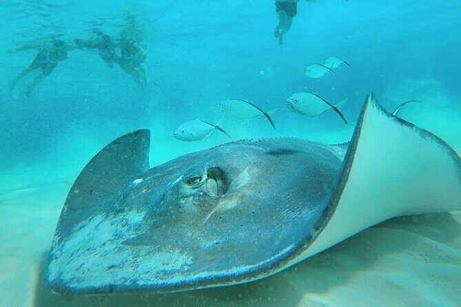 El Cielo Cozumel Snorkel Share Boat + Reefs + Food Drinks + Beach - Stop 1: Palancar Reef in Parque Nacional Arrecifes de Cozumel