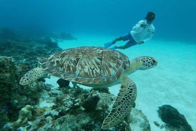 El Cielo Cozumel Snorkel tour by Catamaran - What You’ll Eat and Drink: Ceviche, Chips, and a Real Refreshment Plan