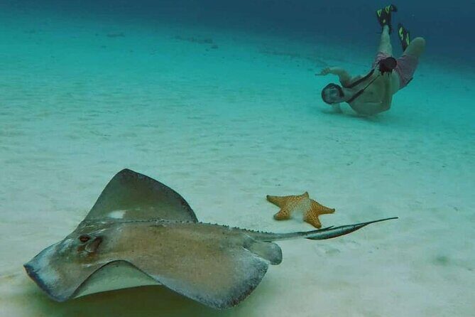 El Cielo Cozumel Snorkel tour by Catamaran - Stop 1: Palancar Reef and the First Big Look at Cozumel