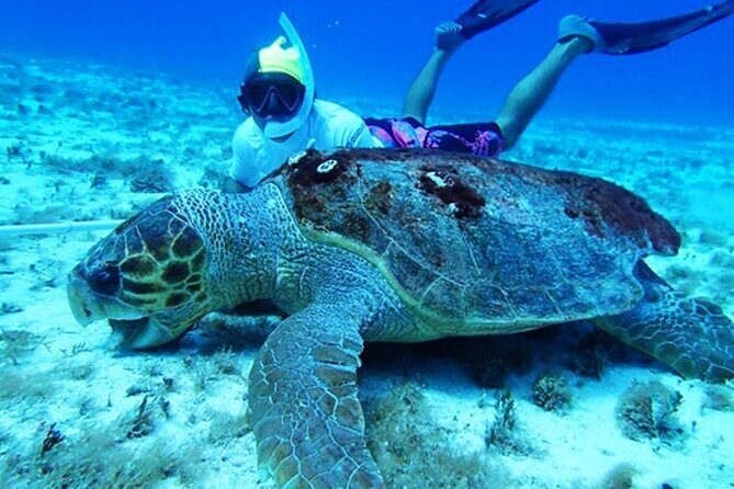 El Cielo Palancar and Columbia Snorkeling Tour - Stop 1: Palancar Reef snorkel (45 minutes of color and big wildlife)
