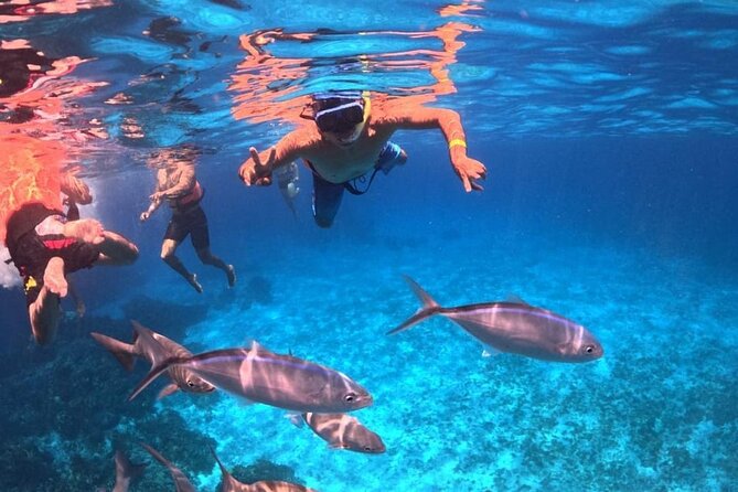 El Cielo Snorkeling Adventure in Cozumel - El Cielito and the Ride Back: Gentler Currents and Photo Time