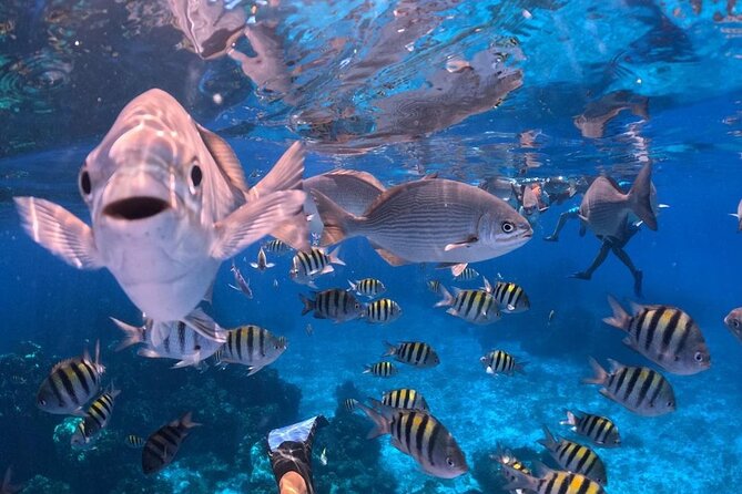El Cielo Snorkeling Adventure in Cozumel - Guide Team Matters: Raphael and the Jose Crew