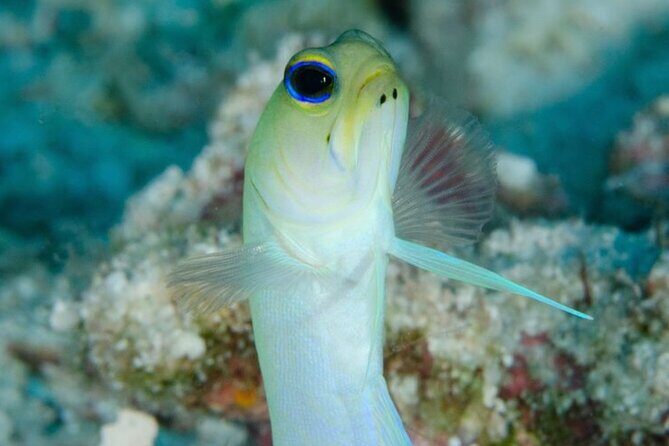 “Embark on a Professional and Passionate Scuba Diving Adventure!" - Meeting at the Malecon: Your 3-Hour Underwater Plan in Mahahual