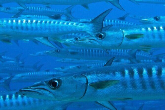 “Embark on a Professional and Passionate Scuba Diving Adventure!" - Why the Instructor Ratio and Private Group Matter So Much