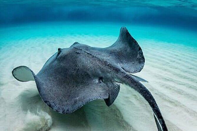 “Embark on a Professional and Passionate Scuba Diving Adventure!" - Price and Value: What $105 Covers (and What You May Need to Add)