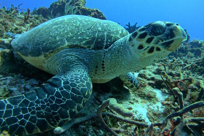 Enjoy two dives without previous experience with a boat trip - Two Underwater Sessions in Cozumel’s National Park: What This Day Really Is