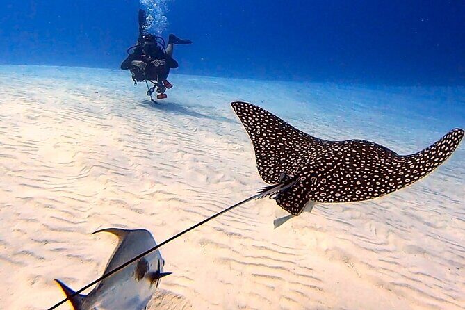 Enjoy two dives without previous experience with a boat trip - Reef Choice Depends on Currents: How the Day Gets Kept Safe