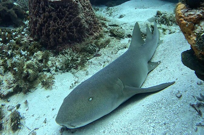 Enjoy two dives without previous experience with a boat trip - What You’ll See: Turtles, Eagle Rays, and Lots of Colorful Fish
