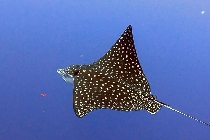 Enjoy two dives without previous experience with a boat trip - Boat Day Reality: What “Private” Changes About the Experience