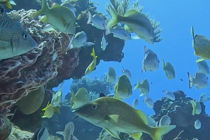 Enjoy two dives without previous experience with a boat trip - Food, Photos, and the Memory Trade-Off