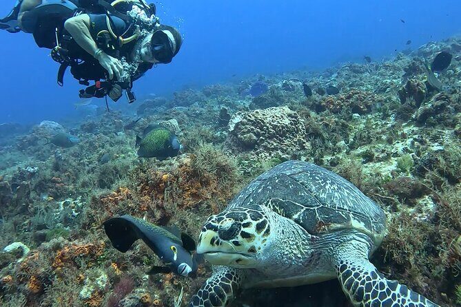 Enjoy two dives without previous experience with a boat trip - Price and Value: Is $227.43 Fair for Two Underwater Sessions?