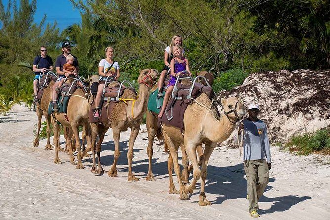 ENJOY UNIQUE CAMEL RIDE in Puerto Morelos with Transportation - Feeding, Petting, and the Halfway Break Moment