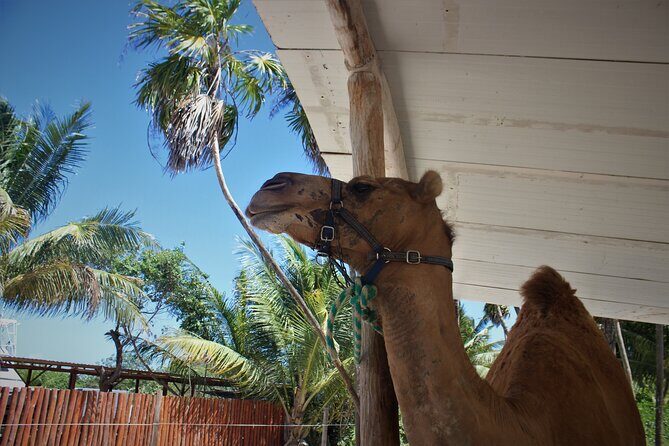 ENJOY UNIQUE CAMEL RIDE in Puerto Morelos with Transportation - Photos, Phone Rules, and the Cost of a Printed Memory
