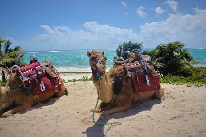 ENJOY UNIQUE CAMEL RIDE in Puerto Morelos with Transportation - Guides, Tips, and the Human Side of the Tour