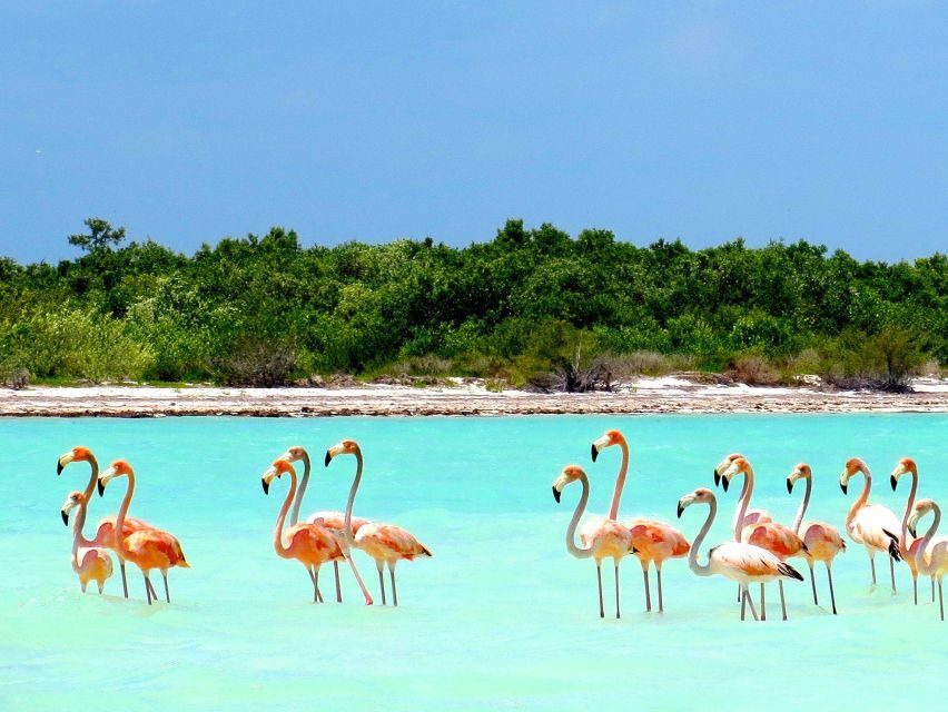 Exclusive Holbox: Yalahau, Punta Mosquito and Isla Pasion - The Route That Makes This Feel Like More Than a Speedboat Tour