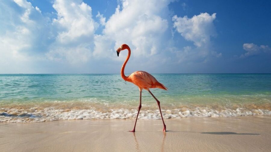 Exclusive Holbox: Yalahau, Punta Mosquito and Isla Pasion - Yalahau (Water Eye): View First, Then Swim