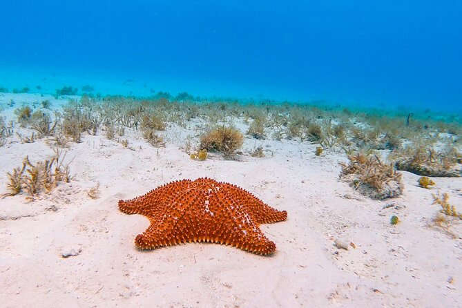 Exclusive Private Boat to El Cielo - Stop 3: Playa El Cielo’s Starfish Bay and Natural Swimming Pool