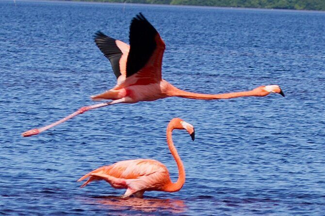 Excursion to Celestun Biosphere and Beach Day from Merida - Key Things to Know Before You Go