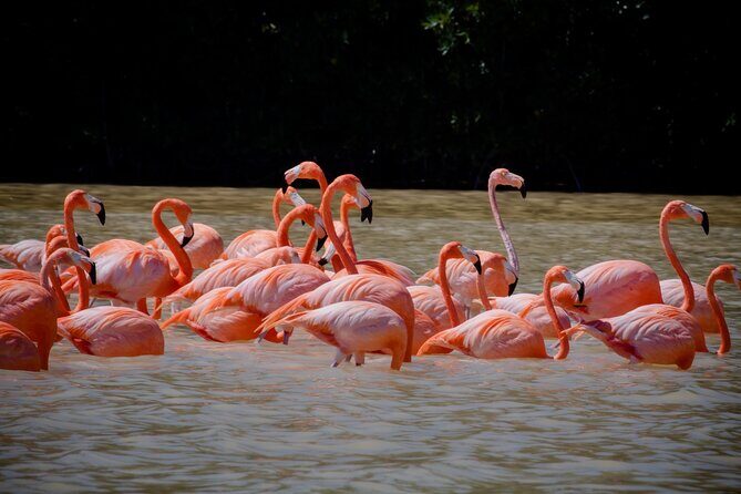 Excursion to Celestun Biosphere and Beach Day from Merida - Celestún Biosphere Reserve by Boat: Where the Day Becomes Real