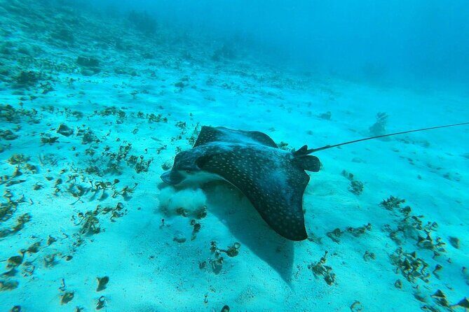 Experience Guided Snorkeling in Costa Maya - Key highlights at a glance