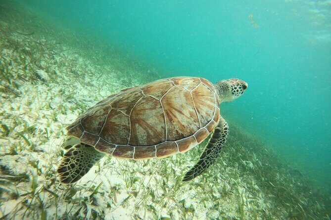 Experience Guided Snorkeling in Costa Maya - Costa Maya Snorkeling on a Protected Reef