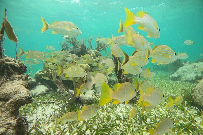 Experience Guided Snorkeling in Costa Maya - Timing That Makes Sense: 15 Minutes by Boat, 1 Hour Snorkeling