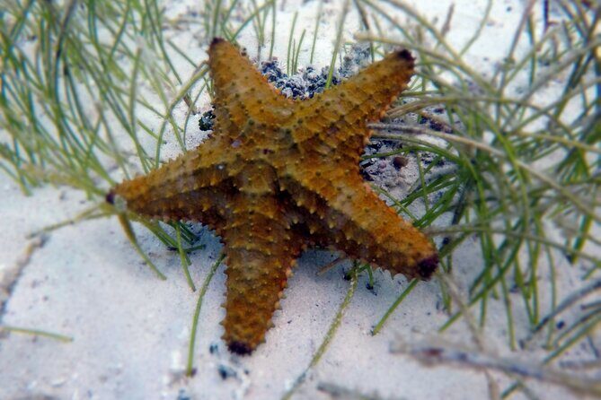 Experience Guided Snorkeling in Costa Maya - Price and Value: Why $30 Often Beats the Cruise-Line “Perks”