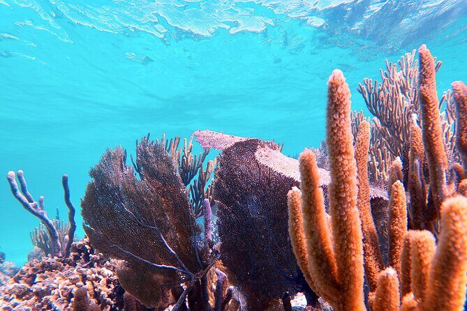 Experience Guided Snorkeling in Costa Maya - What to Bring (and What to Do) for an Easier Reef Hour