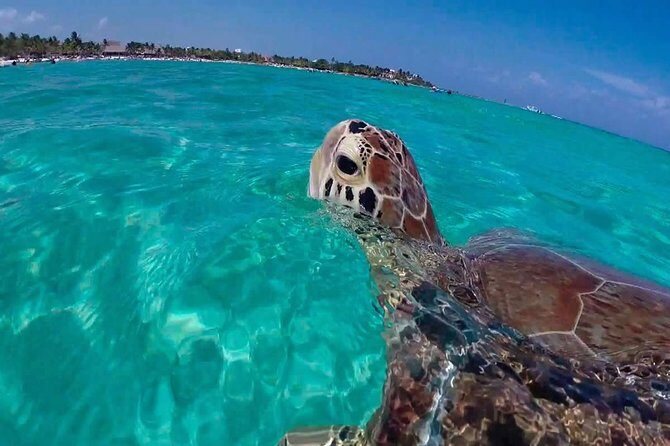 Experience swimming with turtles and explore the ruins of Tulum. Lunch included. - Tulum ruins and the Tulum Letters photo stop