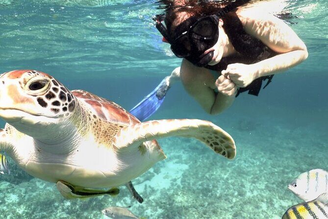 Experience swimming with turtles and explore the ruins of Tulum. Lunch included. - Cenote No-ho Much: the cool-water break you’ll feel