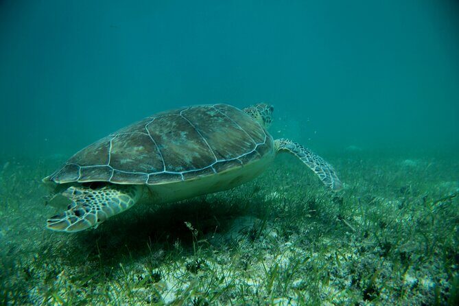 Experience swimming with turtles and explore the ruins of Tulum. Lunch included. - Pickup, timing, and how to keep the day smooth