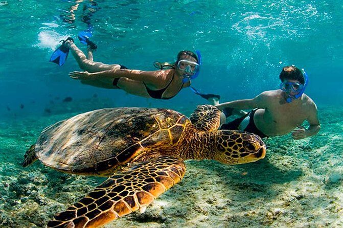 Experience swimming with turtles and explore the ruins of Tulum. Lunch included. - Akumal’s snorkeling for endangered sea turtles