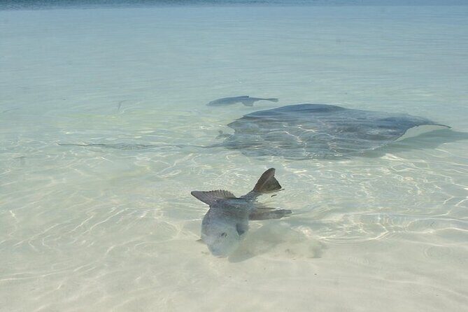 Explore Contoy Island - Isla Mujeres stop: how to use your time without burning it