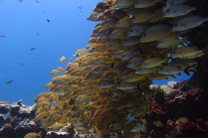 For certified Divers Experience the Under Water Museum and the Manchones Reef - Coconut Divers check-in: what to expect before you go in