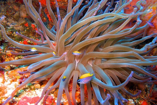 For certified Divers Experience the Under Water Museum and the Manchones Reef - Getting the most out of the Underwater Museum + reef day