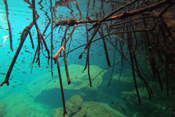 Freediving Intro for Beginners in a Cenote in Tulum Mexico - What’s Included, What Isn’t, and What to Bring