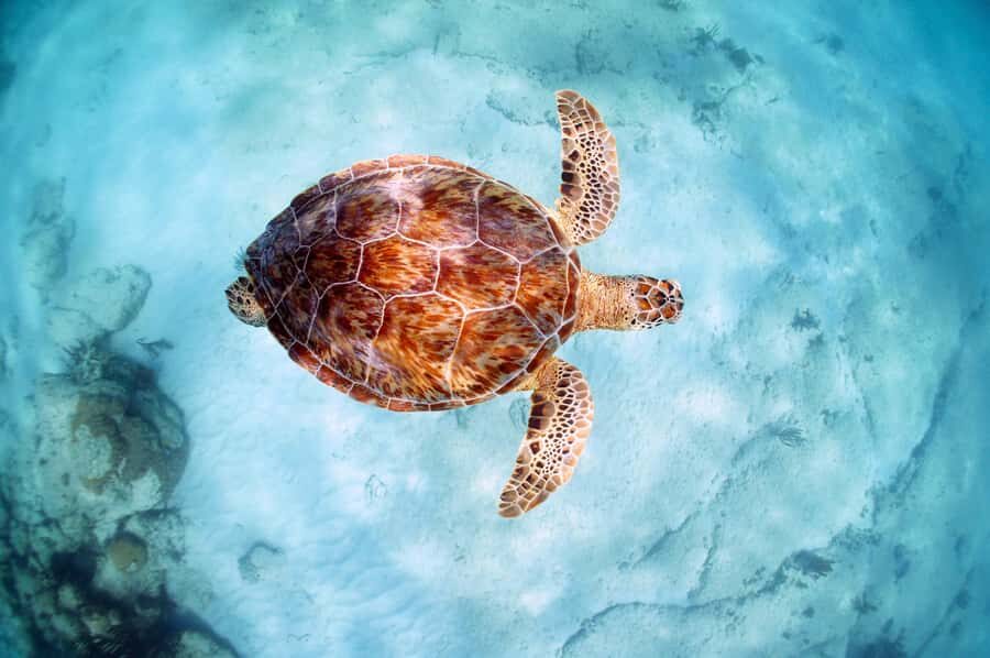 From Cancun: Day Trip to Tulum and Mariposa Cenote - Tulum Ruins and Cenote Mariposa: Two Worlds, One Efficient Day