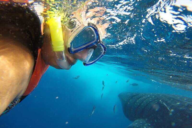 From Cancún: Half-Day Snorkeling with Whale Sharks - Quick hits