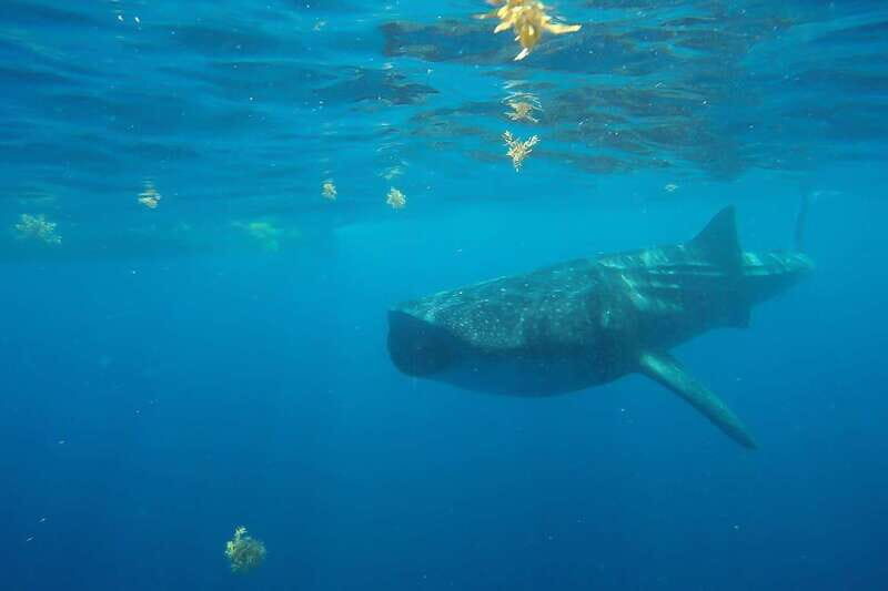 From Cancún: Half-Day Snorkeling with Whale Sharks - Should You Book This Whale Shark Snorkeling Tour?