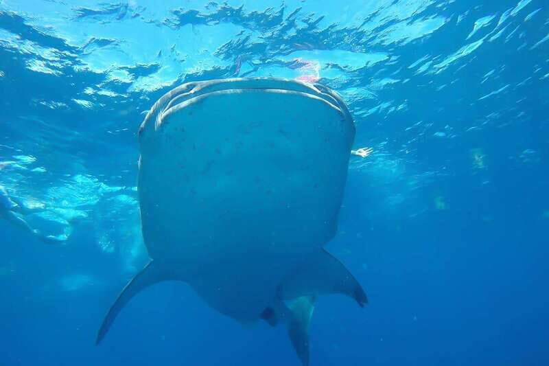 From Cancún: Half-Day Snorkeling with Whale Sharks - The Boat Ride Between Stops: Snacks, Light Drinks, and Sea Time