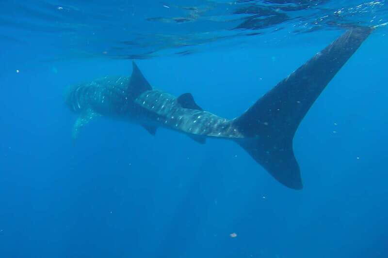 From Cancún: Half-Day Snorkeling with Whale Sharks - Value and Price: Why It Costs What It Costs